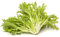 EscarolaCatalogna Puntarelle di Gaeta - alto valor nutricional - semilla