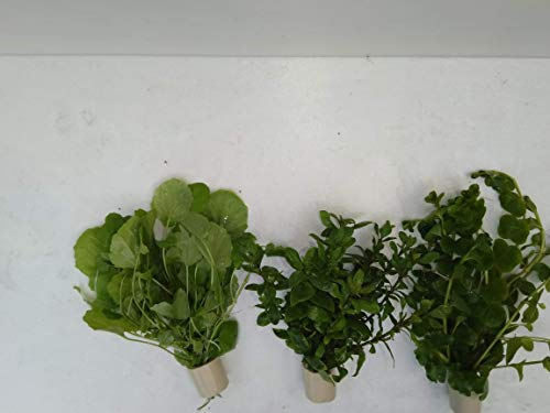 3 Extra dick XXL verschiedene,Bundpflanzen im umweltfreundlichen Keramikring.