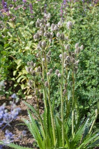 Eryngium agavifolium 11x11 cm Topf – Winterhart, Mehrjährig, Pflegeleicht – Agavenblättrige Edeldistel – Staude für Steingarten & sonnige Rabatte