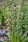 Eryngium agavifolium ca. 11x11 cm Topf - Agavenblättrige Edeldistel, grüne Blüten, Blütezeit Sommer, ideal für Rabatten, trockenheitsresistent, pflegeleicht