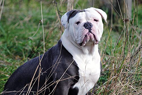 hansepuzzle 19073 - Englische Bulldogge Puzzle 2000 Teile - Tierwelt Motiv mit hochwertiger Aufbewahrung: Kartonbox und wiederverschließbarem Beutel - Format 90 × 60 cm