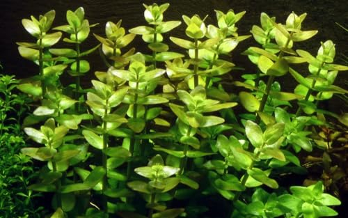 AquaOne Aquarium Pflanze Bacopa caroliniana I Wasserpflanze Aquariumpflanze Stängelpflanze voll durchwurzelt einfach pflegeleicht Aquascaping Dekoration