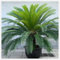 Sago Palm zwiebeln,winterharte pflanzen,Blumenzwiebeln mehrjährig Winterhart,japanischer sagopalmfarn,sagopalmfarn,Sago palm pflanzen winterhart,Cycas Revoluta,Sago Palm.-greenD-1zwiebeln