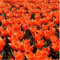 Sump Neue 120 Stück nicht Tulpenzwiebeln Blumensamen für schöne Gartenarbeit Orange 1