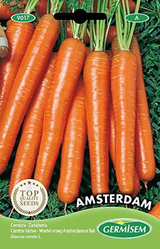Germisem graines Carotte hâtive AMSTERDAM