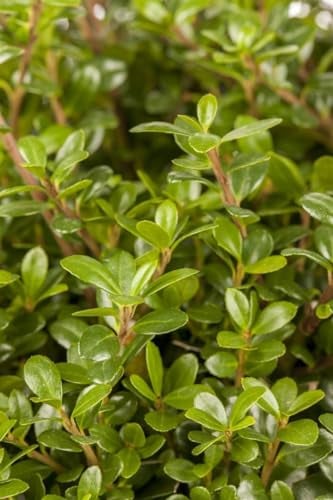 Japanische Stechpalme 'Glorie Gem' 35-40 cm Kugel Ilex crenata Hecke