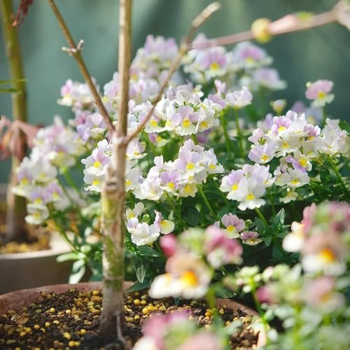 Elfenspiegel samen - elfenspiegel pflanze, garten geschenk，terassendeko blumen garten，blumen zum einpflanzen pflanzen garten，pflanzen samen balkonpflanzen，pflanzen winterhart 500pcs