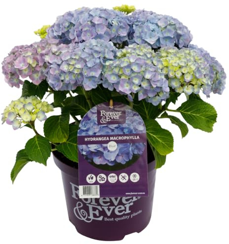 Green boutiQ - Balkonpflanze - Hortensie - Hydrangea Forever & Ever - Blau - 7-12 Blumen - 2 Pflanzen - Topf 23cm Höhe 55cm