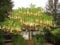 Brugmansia Sanguinea Aurea Golden Angel's trumpet Flowering Tree Seed - 5 Seeds