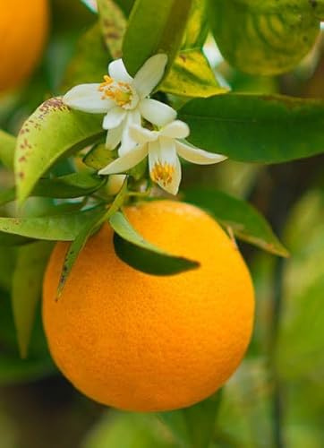Árbol Naranjo Valenciano en Maceta, Planta Cítrica con Flores Blancas, Naranjas Dulces, Uso Interior y Exterior