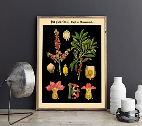 Bildungsposter / Lehrposter für die deutsche Schule, seltener botanischer Druck, Schwarz, WBBOT15, 5 x 7