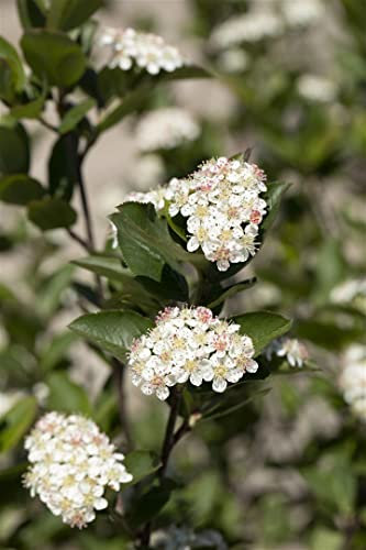 Aronia melanocarpa 'Hugin' 40–60 cm – Winterhart, Mehrjährig, Pflegeleicht – Schwarze Apfelbeere – Heckenpflanze für Garten & Sichtschutz