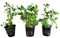 Lote 3 plantas de acuario naturales Bacopa Caroliana-Bacopa Monnieri-Ludwigia