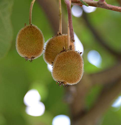 Selbstfruchtende Kiwi Jenny 60-80cm - Actinidia chinensis
