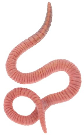 TOYANDONA Simulations-Regenwurmmodell Spielzeug Realistische Regenwurmfigur Pädagogisches Insektenmodell Für Kinderzimmer Und Gartendekoration 3.15X1.77X0.24In