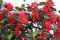 Cinese Agrifoglio, Ilex cornuta, semi Arbusto (Appariscente Evergreen, Potato, siepe) 30