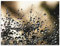ARTland Wanddeko Wandbild Alu Verbundplatte für Innen & Outdoor Bild 80x60 cm Botanik Blumen Pusteblume Fotografie Schwarz Nasser Löwenzahn S5YR