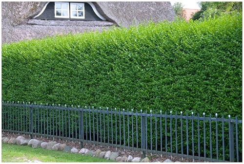 Stauden Gänge 1 x Ligustrum vulgare 'Atrovirens' (Gehölz/Heckenpflanze/Winterhart/Mehrjährig/Immergrün) Schwarzgrüner Liguster - Natürlich schön, pflegeleicht und langlebig