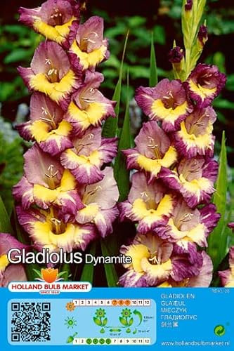 Gladiolenzwiebeln : Gladiolus -Gladiole  Dynamite  5 Blumenzwiebeln