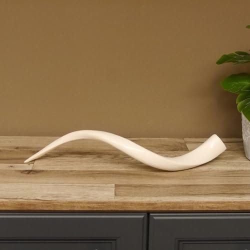 GTK - Geweihe & Trophäen KRUMHOLZ 1 Stück Kudu Innenhorn glanzpoliert small Neu HL 58 cm 80.20.4.11