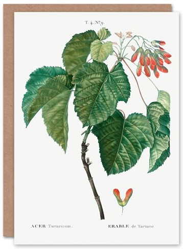 Artery8 Pierre-Joseph Redouté Art Card Acer Tataricum Vintage Botanical