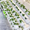ZHEYANG Aquaponic, Hydroponic, Innenhydroponik Wachstumssystem Hydroponic Garden Hydroponic System Kit Großes Indoor -Kräuter -Gartenregal 0823