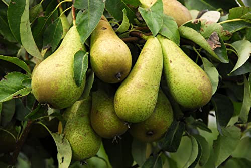 Conference Pear Tree 4-5 ft, in 6L Pot Self-Fertile & Heavy Cropper, Ready to Fruit 3fatpigs®