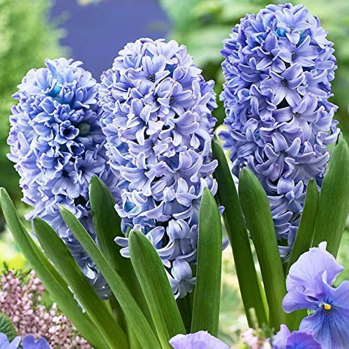 Generic Semilla de Jacinto, 300 Unids/bolsa Semilla de Jacinto Ecológica Fácil de Plantar Semilla de Flor de Jacinto Fresca para el Hogar Azul Semillas de jacinto