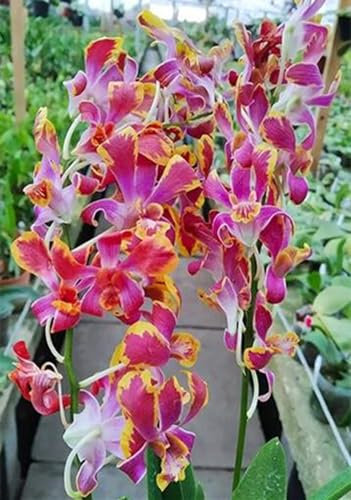 Phalaenopsis Orchideen,Cymbidium Pflanzen Rhizome,Natürlich,Winterhartes,Cymbidium Zwiebeln Winterhart Mehrjährig,Kolibri Orchids,Orchideen Pflanzen-15 Zwiebeln-C