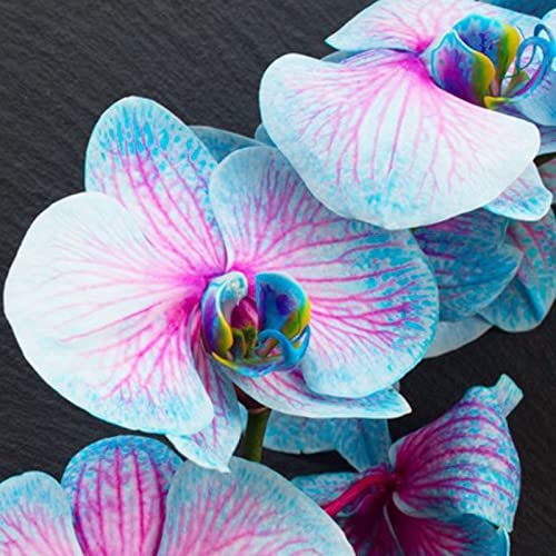 Haloppe 100 Stücke Orchideen Blumen Pflanzen Samen für Hausgarten Pflanzen, Orchideen Samen Pflanzen Blaue Blume Orchideen Pflanzen Samen für Veranda 100pcs