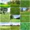 8000 pcs rasensamen - garten geschenk hochbeet saatgut rasensaat grassamen,rasen saat, plant saatgut alte sorten stauden winterhart mehrjährig pflanzenkübel exotische zimmerpflanzen