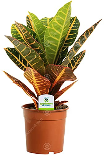 Codiaeum Petra - 1 Wunderstrauch fürs Haus oder Büro Zimmerpflanze im 13 cm Topf