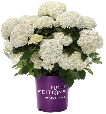 2g First Editions Hortensie FlowerFull