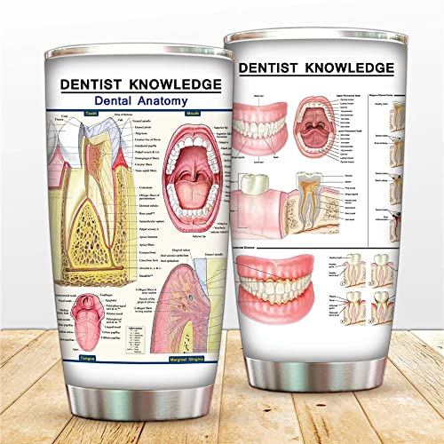 Zahnarzt-Anatomie-Tasse, Zahnarzt-Wissen-Reisebecher, 590 ml, Edelstahl, Zahnanatomie, Kaffeetasse, medizinische Zähne, 1 Arzt, Schule, vakuumisolierter Reisebecher mit Strohhalm-Deckel