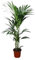 Kentia Palm - Howea Forsteriana Höhe 120cm Topfgröße 24cm