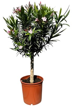Sunny Tree - Pflanze - Oleander auf Stamm - Nerium Oleander - Höhe 90-100 cm - Fabe Rosa - Immergrün im Winter - Mediterrane Pflanze