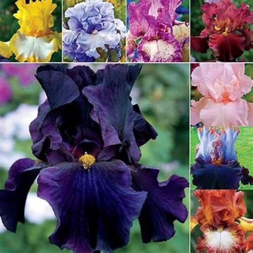 Iris Bulbs for Planting Now UK,Plant Bulbs,Cut Flowers,Garden Flowers,Iris Bulbs,Wedding Flowers,Hardy Perennial,Strong Plants That Grow Well-4Bulbs-B
