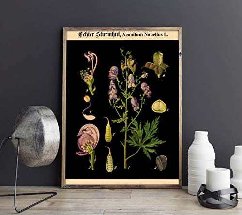 Rare Botanical Poster Vintage German Botanical Print Vintage Educational Poster Educational Chart Rare Chart Decor Unique Poster WB-BLBOT9 (28cm x 43cm)