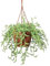 Plant in a Box - Senecio radicans - Bananenkette - Hängepflanze - Topf 12cm - Höhe 10-20cm - Zimmerpflanze