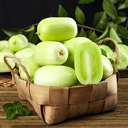 Gurken Samen WintergemüSe Gurke Gurkenpflanzen Gurkensamen GemüSesamen Salatgurken Samen GemüSe GewäChshaus Balkon Stauden Winterhart MehrjäHrig Salatgurke GrüNe Gurken Bonsai 50 Cucumber Saatgut