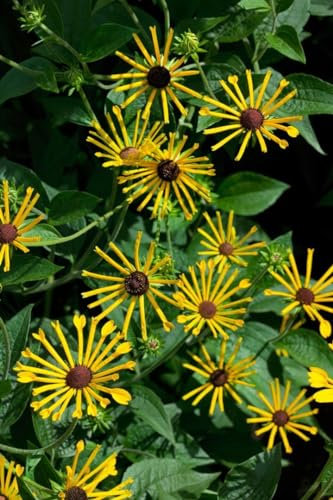 Rudbeckia subtomentosa 'Henry Eilers' ca. 11x11 cm Topf - Gelber Sonnenhut, gelbe Blüten, Blütezeit Juli-Oktober, ideal für Rabatten, bienenfreundlich, pflegeleicht
