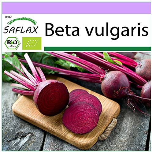 SAFLAX - Ecológico - Remolacha - Globo de Detroit - 100 semillas - Beta vulgaris