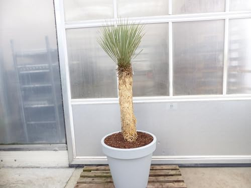 gruenwaren jakubik Yucca Rostrata Mexico, Palme, 170 cm, Stamm 78 cm winterhart