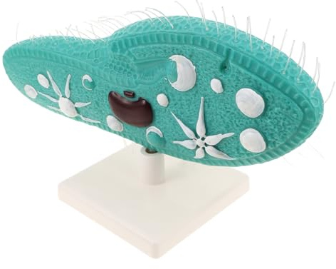 Paramecium Anzeigemodell aus PVC mit Stand und Zilien für Unterricht | Schulbiologiemodell für Mittelstufe, Realistische Struktur, Einfache Montage, Geeignet für Experimente