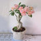 Rosa Del Desierto Planta Natural -Rosa Del Desierto Semillas/Semillas De Rosa Del Desierto - Crea Tu Propio Jardín De Flores, Rosa Del Desierto Planta Viva - Suculentas Naturales Raras - 10 Piezas