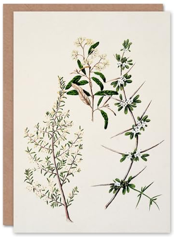 Artery8 Sarah Featon Art Card New Zealand Pomaderris Edgerleyi Plant