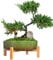 Vasi per piante - Vaso per bonsai in ceramica con drenaggio, grande vaso per piante succulente per piante cactus da interno, vaso decorativo per fiori con supporto