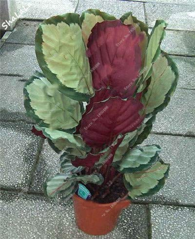 Seltene Caladium-Samen, Caladium-Pflanzen, Zitat; Elefantenohr & Zitat; Bonsai Blumensamen Mehrjährige Everygreen Blumentopf Für Hausgarten 50 Stück