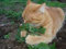 Cataria frescos de la herencia hierba hierba gatera Nepeta perennes - 700 Semillas - Catmint - Catswort - Tés