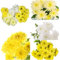 50 Pezzi Semi di crisantemo Piante resistenti Crisantemo Piante resistenti al balcone Fiori tappezzanti Fiori da giardino Miscela di fiori Miscela di semi di fiori sostenibili